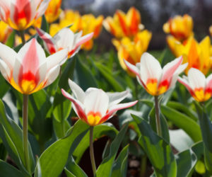 tulipany