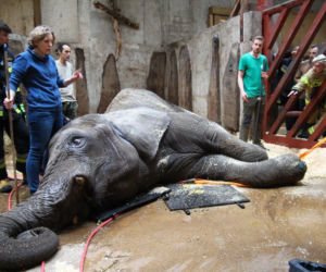 Dramatyczna akcja w zoo 