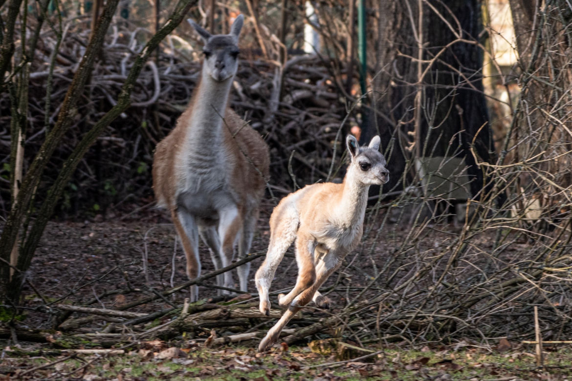 We wrocławskim zoo urodziło się małe gwanako