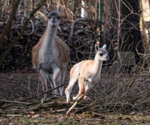 We wrocławskim zoo urodziło się małe gwanako