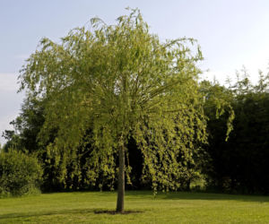 Brązowienie liści wierzby japońskiej [Porada eksperta]