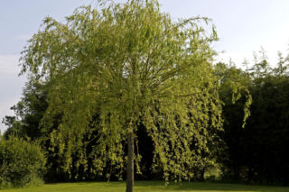 Brązowienie liści wierzby japońskiej [Porada eksperta]