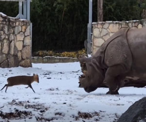 Mandżuk chiński i nosorożec indyjski starły się w Zoo Wrocław! Ponad zwierzętami jest 1,6 tony różnicy [ZDJĘCIA]