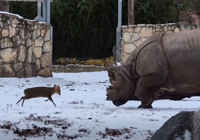 Mandżuk chiński i nosorożec indyjski starły się w Zoo Wrocław! Ponad zwierzętami jest 1,6 tony różnicy [ZDJĘCIA]
