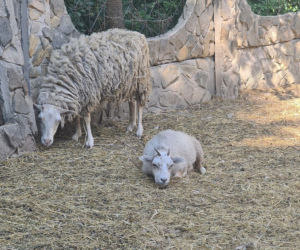 Dramat zwierząt w mini ZOO w Kałkowie