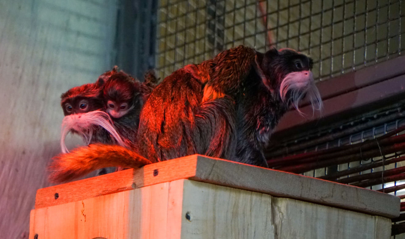 Opole. Nowe małpki w opolskim ZOO! [ZDJĘCIA]