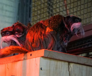 Opole. Nowe małpki w opolskim ZOO! [ZDJĘCIA]
