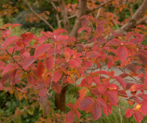 Stewarcja kameliowata