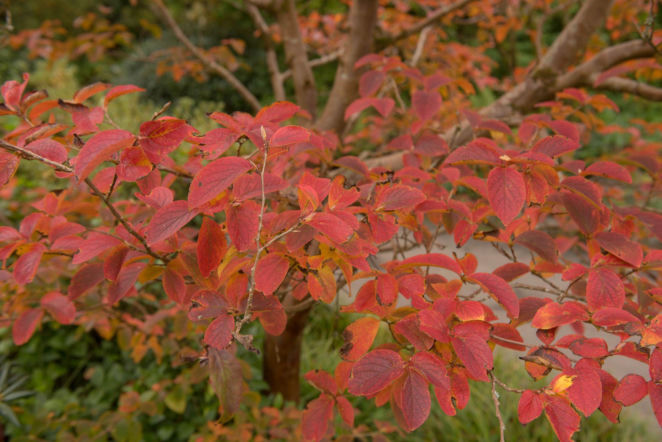 Stewarcja kameliowata