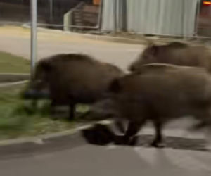 Sio, sio! Robot przegonił dziki w Warszawie. To nagranie jest hitem sieci