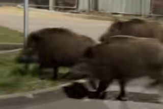 Edward Warchocki przegonił dziki w Warszawie. Niezwykłe nagranie z udziałem polskiego robota