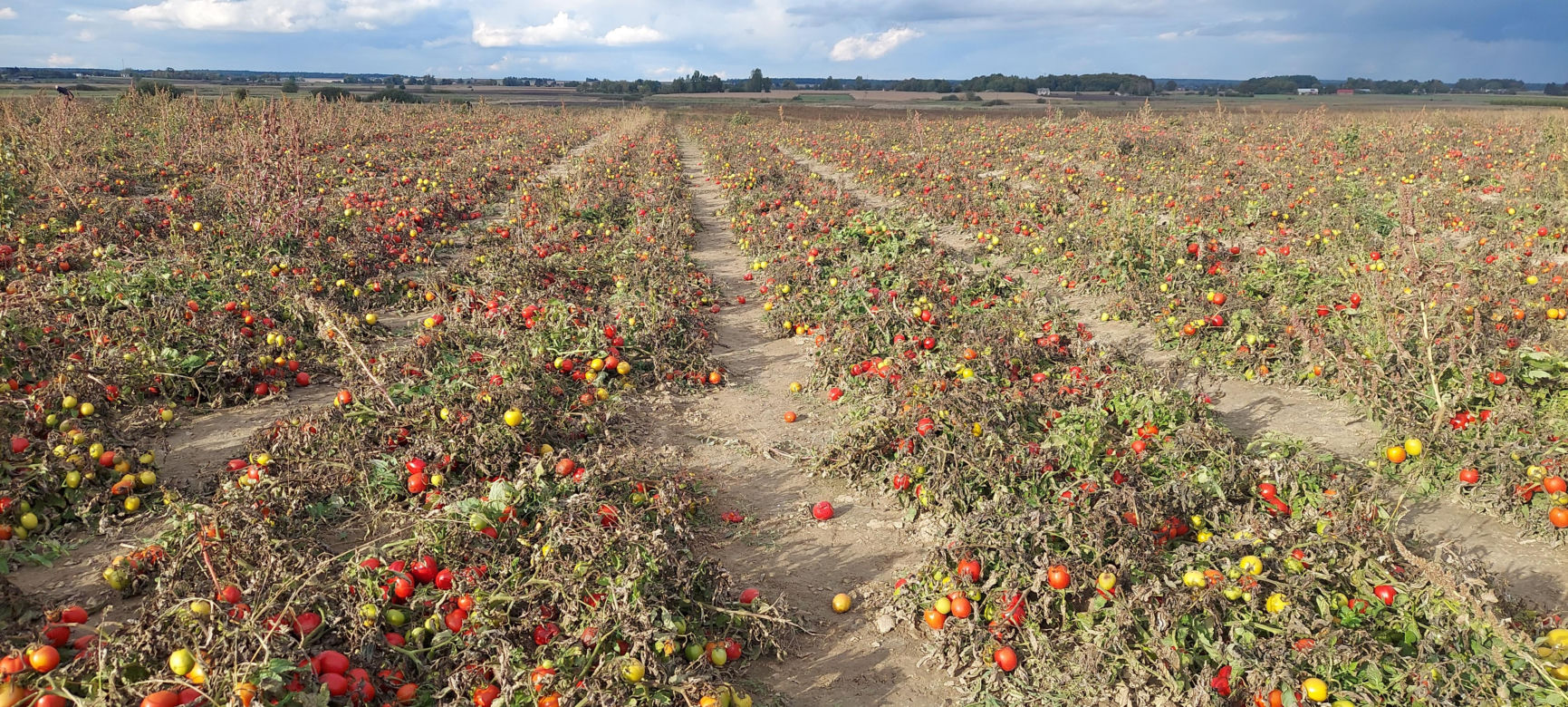 Samozbiory pomidorów na plantacji w Niewirkowie cieszą się powodzeniem