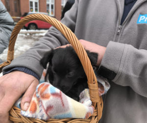 Spacer z pieskami w Lesznie