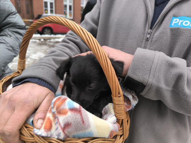 Spacer z pieskami w Lesznie