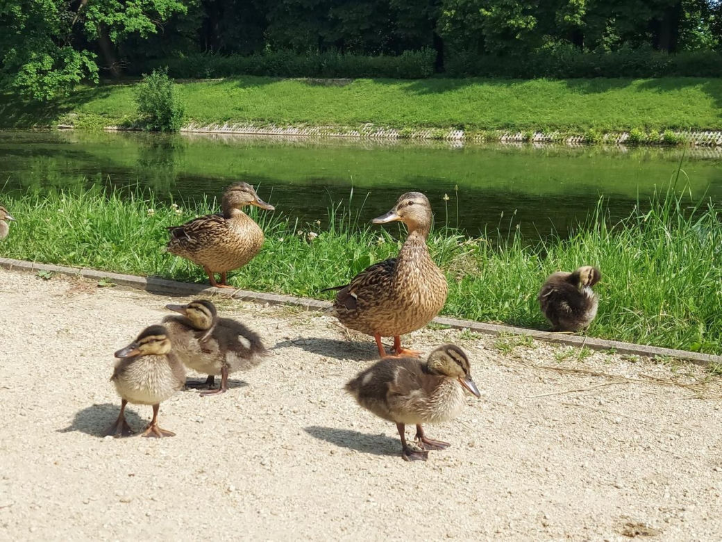 Park Miejski w Zamościu