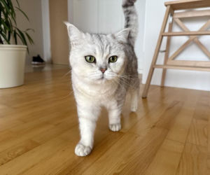 Ubezpieczenie NNW psa i kota bez dopłat w polisie mieszkaniowej 