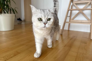 Ubezpieczenie NNW psa i kota bez dopłat w polisie mieszkaniowej 