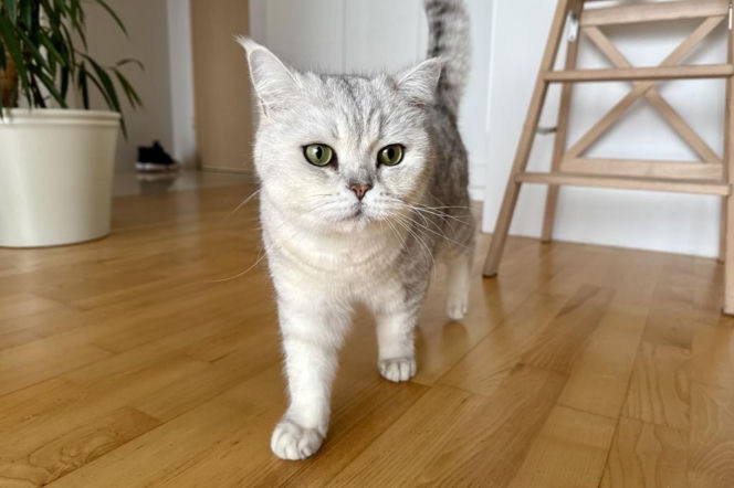 Kot prawa do wizerunku ma AGRO Ubezpieczenia: AGRO Ubezpieczenia