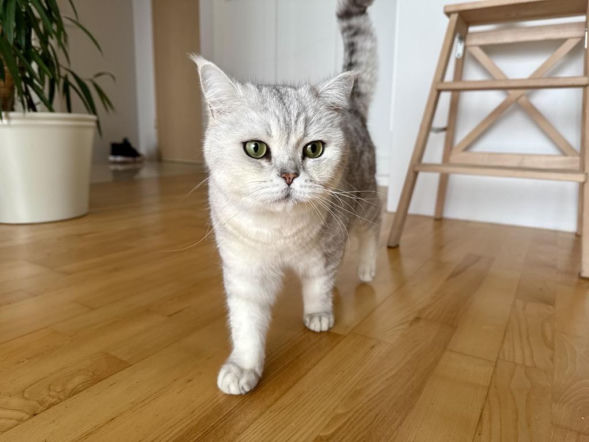 Ubezpieczenie NNW psa i kota bez dopłat w polisie mieszkaniowej 