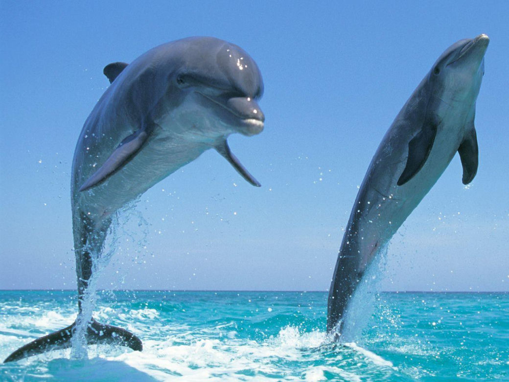 Delfiny butlonose