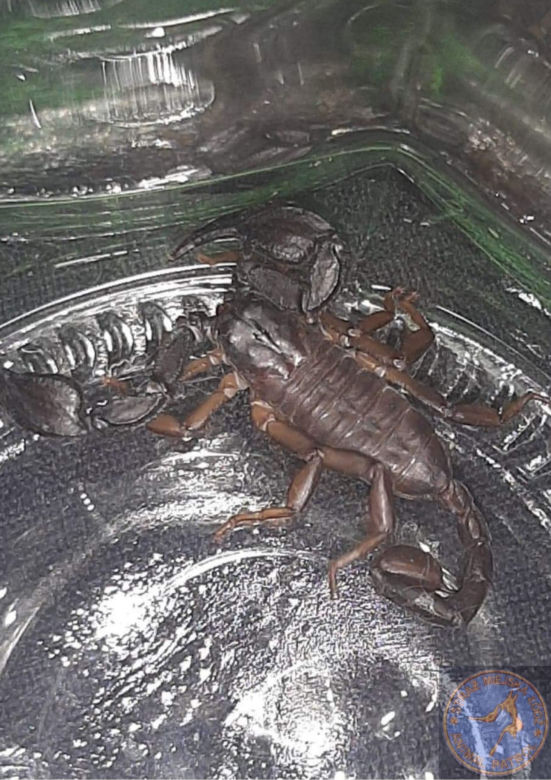  Łodzianie nieświadomie przywieźli z wakacji jadowitego gościa