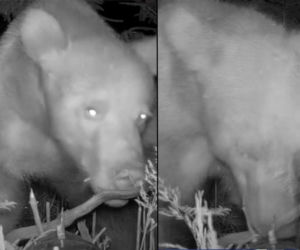 Niedźwiedź spotkał fotopułapkę. Nagranie podbija internet. „Nos w nos z misiem”