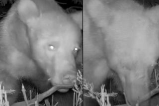 Niedźwiedź wyczuł fotopułapkę. Zrobił z nią coś zaskakującego