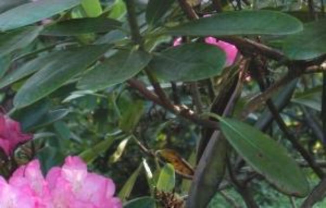 Rododendron słabo kwitnie - kwiaty usychają