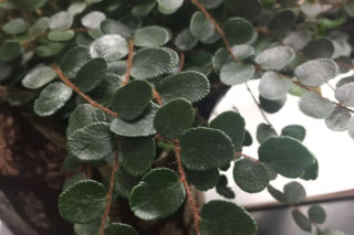 Ciemnotka okrągłolistna - Pellaea rotundifolia