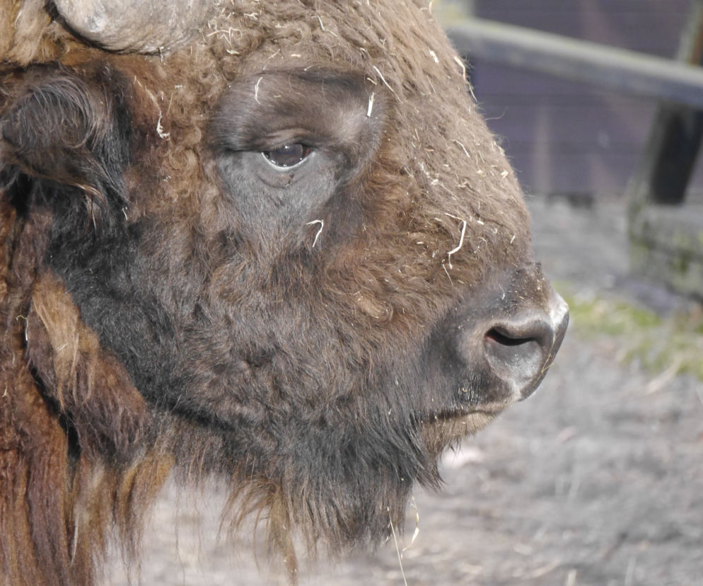 Białowieski Park Narodowy wydzierżawił od rolników ponad 100 ha łąk dla żubrów