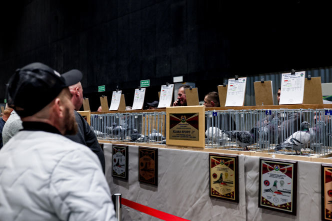 Katowice stolicą gołębiarstwa. Za nami 17. edycja EXPOGołębie. To największa tego typu impreza w Europie