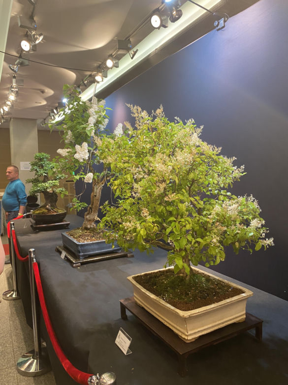 "Potworne Cuda", Światowa Wystawa Orchidei, Bonsai i Sukulentów oraz targi roślin na PGE Narodowym