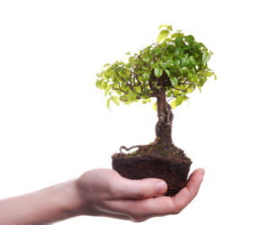 bonsai
