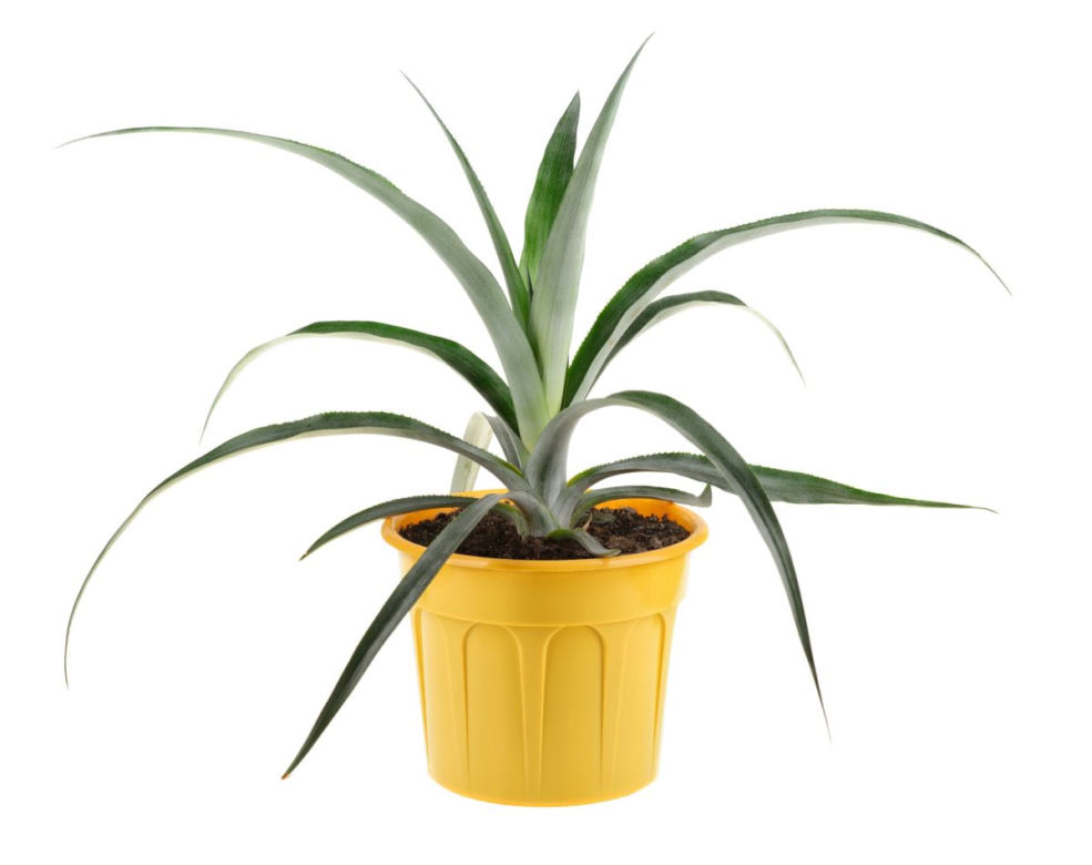 Ananas
