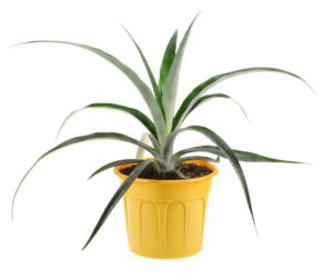Ananas