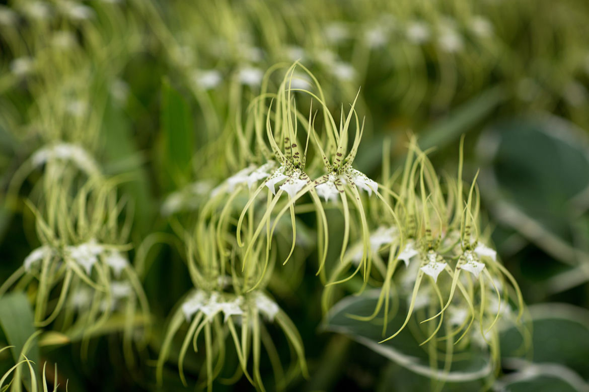  Brassia