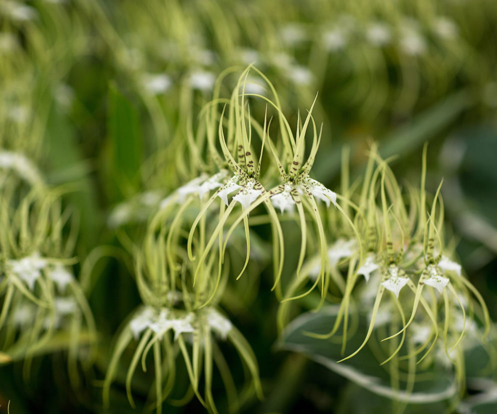  Brassia