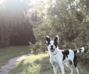 Pies do adopcji - Bono