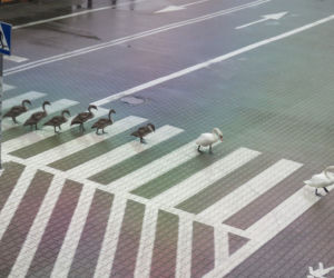 Łabędzie opuściły staw MPWiK i ruszyły w świat