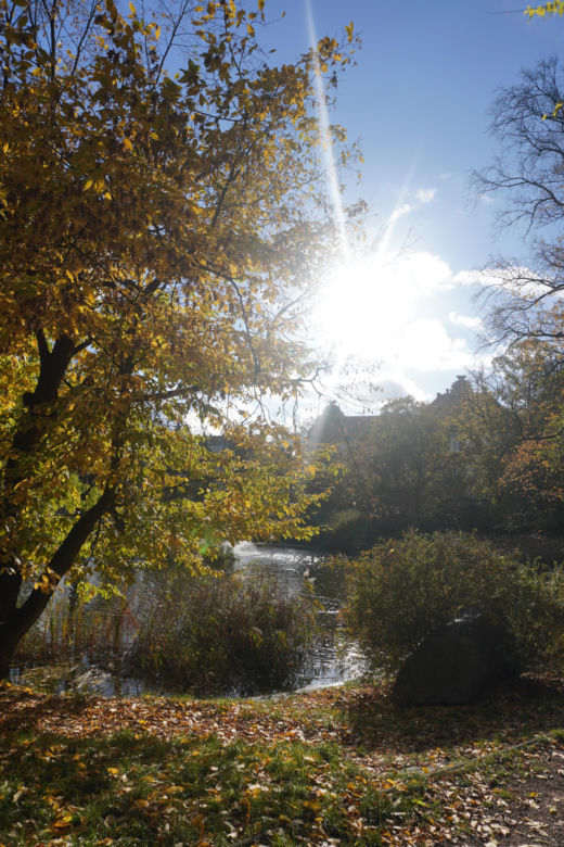 Park Wilsona jesienią