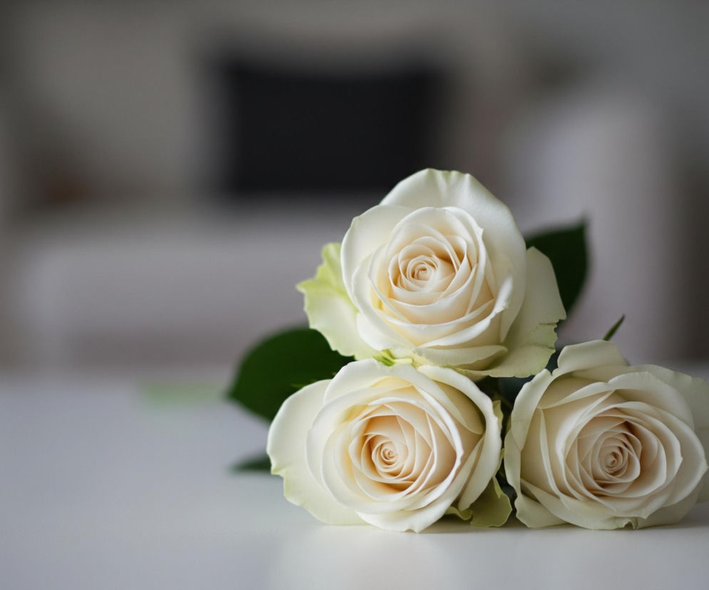 Trzy białe róże ułożone są na białej, gładkiej powierzchni, stanowiącej pierwszy plan zdjęcia. Centralna róża leży nieco powyżej i z tyłu pozostałych dwóch, które znajdują się obok siebie, bliżej dolnej krawędzi kadru. Kwiaty mają kremowe, delikatnie zwinięte płatki, a ich zielone liście są częściowo widoczne pod i między główkami róż. Tło jest rozmyte, ukazując zarysy jasnego fotela i ciemnej poduszki.