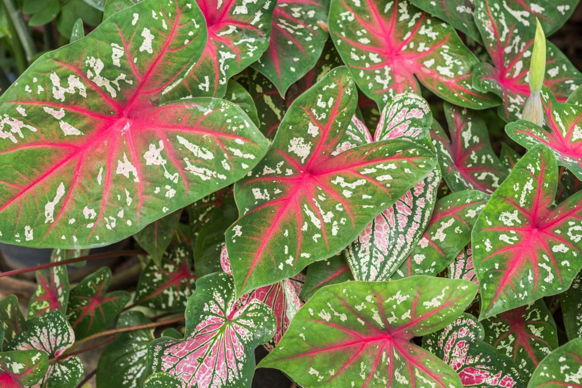 Kaladium 