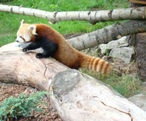 Zoo w Chorzowie: pandy czerwone