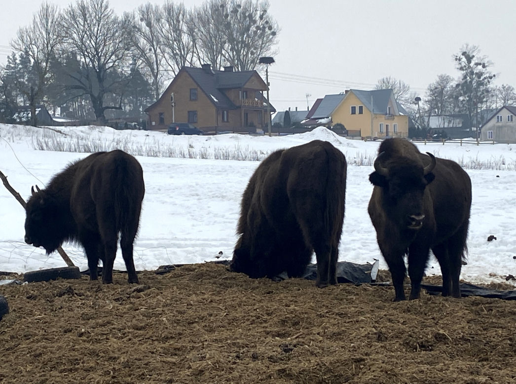 Skieblewo. Stado żubrów z Puszczy Augustowskiej wyjada karmę przeznaczoną dla krów