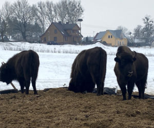 Skieblewo. Stado żubrów z Puszczy Augustowskiej wyjada karmę przeznaczoną dla krów