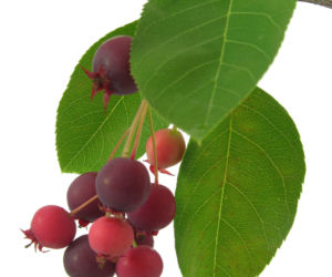 Świdośliwa