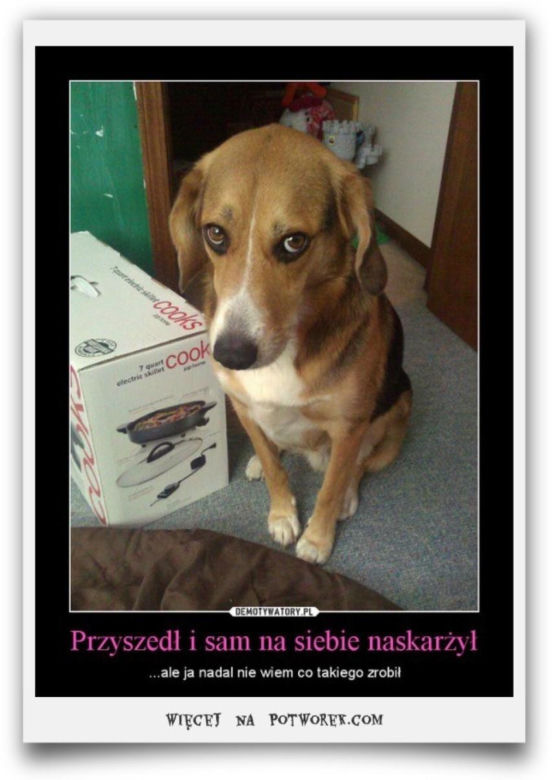 Chcesz poprawić sobie humor? Te memy ze zwierzętami rozbawią cię do łez!