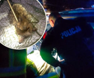 Myślała, że ratuje psa przed mrozem. Futrzasty pasażer zaskoczył policjantów