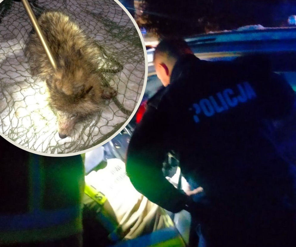 Myślała, że ratuje psa przed mrozem. Futrzasty pasażer zaskoczył policjantów