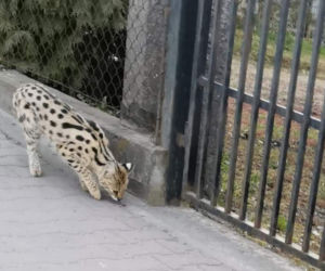 Dziki serwal grasuje pod Krakowem